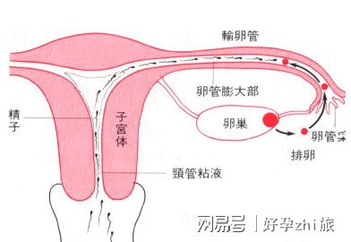 胎儿在正常范围内