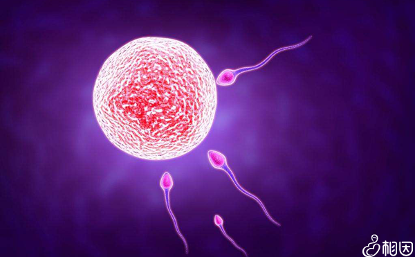 胎儿生长发育监测